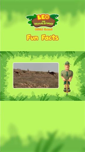 Red Kangaroo 🦘 | Fun Facts | Leo the Wildlife Ranger #animals #education #kids