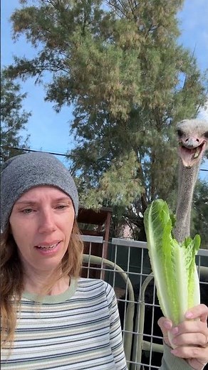 Dino Time! || ViralHog