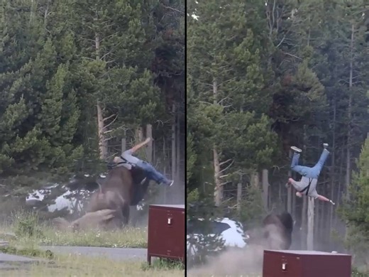 Paura al parco di Yellowstone, bisonte carica un turista e lo scaraventa a 2,5 metri di altezza