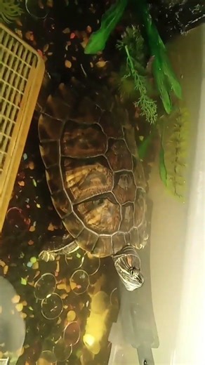 Bubbles says hello 👋. All the cats are getting attention, what about her😁💪 #cute #trending #fyp