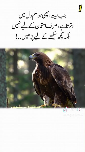 Majestic Falcon Perched on a Tree Branch