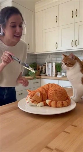 Cat Attacks Knife to Save “Another Cat” 😂