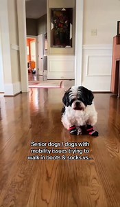 The only nail grips for dogs with GripZoneTM technology The GripZone immediately engages the hard floor—providing targeted traction on slippery surfaces for instant stability. | Dr. Buzby's ToeGrips for Dogs