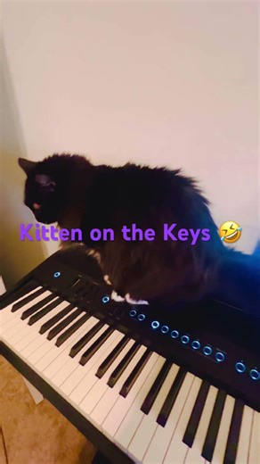 Kitten on the Keys 💕