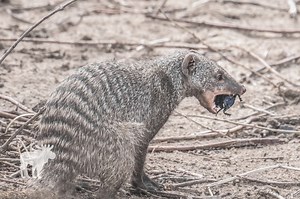 What Does A Mongoose Eat? — Forest Wildlife