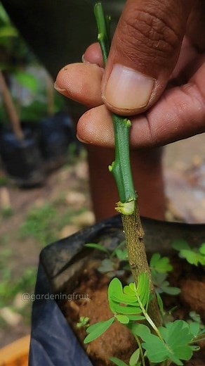 57K views · 573 reactions | Basic Grafting Fruit Tree Seedling #tips #graftingtechniques | GardeningFruit | Facebook