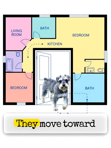 Miniature schnauzers often react strongly to doorbells because their breed instinct prioritizes alerting humans when someone approaches the home. #MiniatureSchnauzer #SchnauzerBehavior #DogPsychology #PetEducation #DogOwners