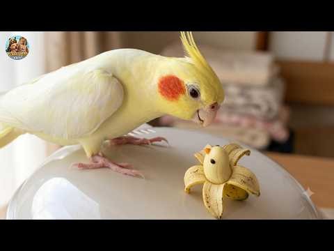 Ranking the FUNNIEST Parrot Moments of 2026 😂 You Won’t Stop Laughing