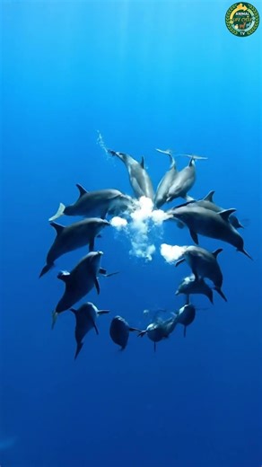 The Dolphin Code #naturedocumentary #animals