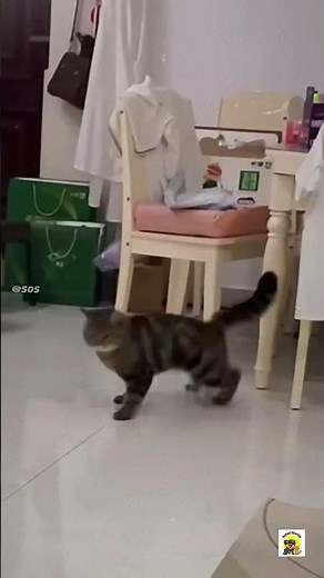 Cat Drifting 😼 ｜ #cat