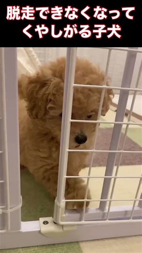 「出してよ😡」脱走失敗して怒る子犬がかわいすぎたw #shorts #子犬 #脱走失敗 #脱走 #成長記録 #かわいい #おもしろ動画#トイプードル #トイプー