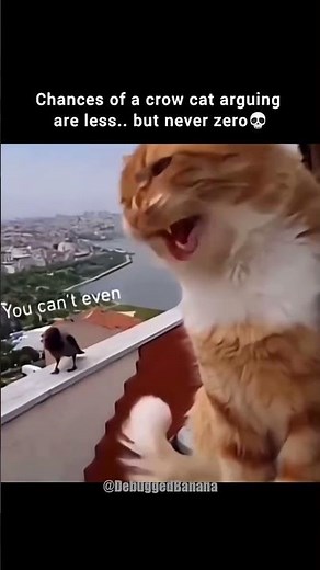 cat and crow arguing 💀#catarguing #arguing