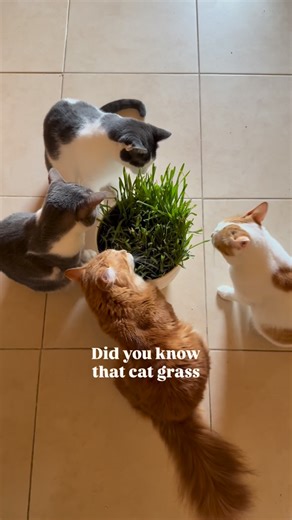Did you know that cat grass isn’t actually a single plant? It’s usually a mix of barley, wheat, oats, or rye sprouts — all safe for cats to nibble! 🐾 Cats don’t eat it for the nutrients (they’re obligate carnivores, after all!) but to help with digestion, prevent hairballs, and satisfy their natural chewing instinct. 💚 Just make sure it’s grown organically — no pesticides, no fertilizers — and keep it fresh and clean. Your kitty will thank you with a happy tummy and fewer hairballs! 😺✨ #catgr