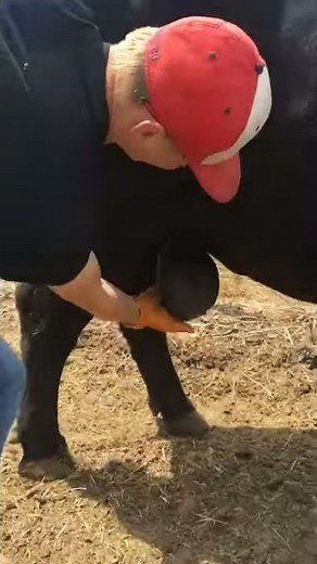 Grabbing a Bull's Balls!