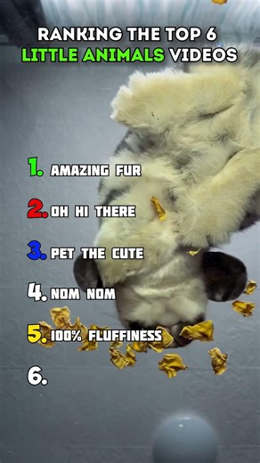 Ranking The Top 6 Little Animals Videos #cute #squirrel #rodents #shortvideo #bunny