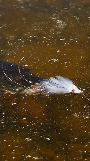Disappearing Fly. #flyfishing #shorts