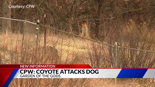 Dog recovers after coyote attack at Colorado Springs park: CPW