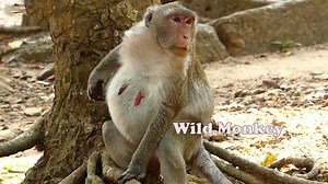 2.6K views · 223 reactions | Pregnant monkey Jane update today, Looks her tummy & baby very beautiful | Wild Monkey | Facebook