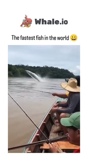 TrendTok Hub on Instagram: "The post shares a dynamic video of a sailfish leaping repeatedly from a river while hooked, emphasizing its agility; however, the claimed top speed of 110 km/h is a popular myth, with 2016 research in Physiological and Biochemical Zoology measuring maximum bursts at around 36 km/h. Replies highlight a December 2025 trend of AI-generated "fish slop" videos, prompting authenticity debates, but frame analysis shows realistic water dynamics and angler reactions consistent
