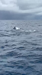 Quepos, CR - Megabite released a Blue Marlin. | Billfish Report