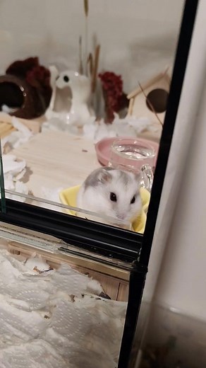 12K views · 163 reactions | Add ide浪 #reels #shorts #viral #fyp #like #love #mycutehamsters #hamster #hörcsög #törpehörcsög #kisállat #pet #petcare #explore #cute #share #kövess #kövessbe | Mycutehamsters | Facebook