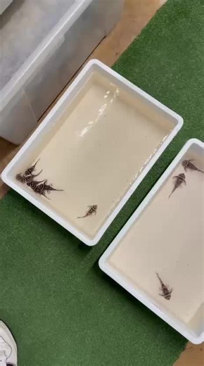 HYPANCISTRUS ZEBRA L46 #cücevatoz #ancistrus #ancistrusdolichopterus #vatoz #akvaryum #l46