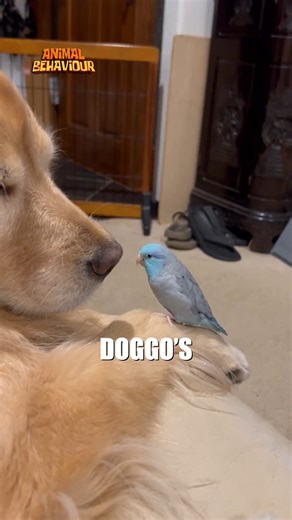 Tiny Parrot Adorably Bonds with a Gentle Dog #CuteAnimals #AnimalFriendship #PetLovers #AdorableMoments #DogAndParrot #AnimalVideos #WholesomeContent #AnimalLovers #PetsOfFacebook #HeartwarmingMoments | Animals Behavior