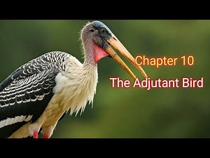 The Adjutant Bird – Oxford Learning Circle Class 4 | Story Explanation