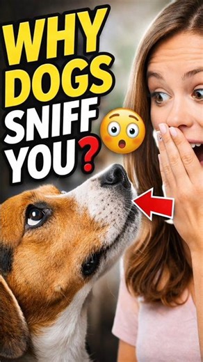 Why Dogs Sniff Your Intimate Parts #dogsniff