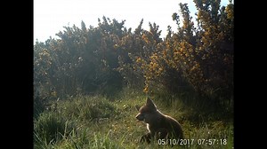 3.1K views · 146 reactions | We recently captured this fantastic footage of cheeky fox cubs play fighting at our nature reserve, Meeth Quarry. Spring is in full swing and there's still lots of opportunities to get outside and see nature's newborns, watch out for young rabbits, graceful cygnets and garden birds feeding flightless fledglings! #30DaysWild | Devon Wildlife Trust | Facebook