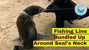 How does a full spool of fishing line end up wrapped around a seal's neck? Most likely, the seal found this "toy" under water and played with it. Seals are naturally curious, they will play with anything they can find. So the more important question is: how did this piece of plastic rubbish get into the ocean? Was it thrown overboard because it's easier than taking it back to shore and discard it properly? Did it fall into the water by accident? Did somebody throw it to the seal on purpose to se