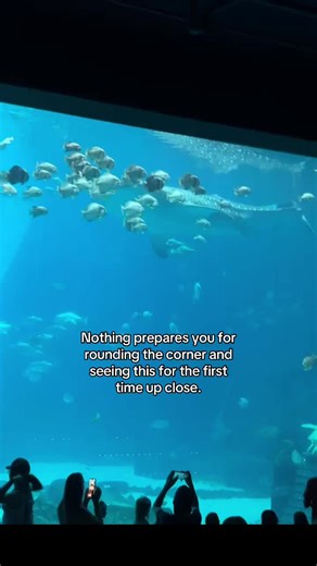 Experience the Wonder of Whale Sharks at Georgia Aquarium