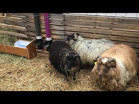 Introducing my Icelandic sheep to the farm