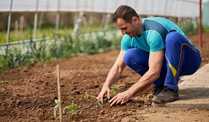 Tomato Plants Not Growing - 5 Problems Related To Tomato Growth - Gardening Dream