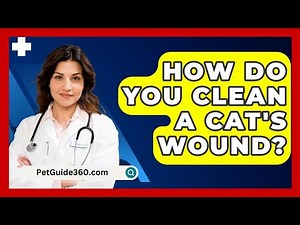 How Do You Clean A Cat's Wound? - PetGuide360.com