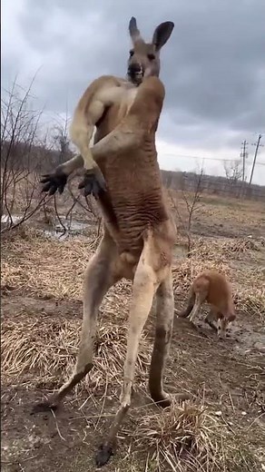 Kangourou : Le maniaque musclé d'Australie 🦘💪