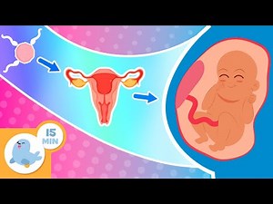 HUMAN REPRODUCTION for children 🧬👶 Reproductive system and baby development step by step