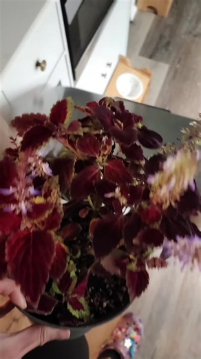 plant fail. now time to treat everybody else to be safe! #plantmom