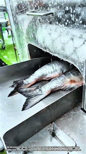 Innovation Fish Processing Machine Tools : How to Clean and Wash Fish Fast