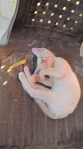1.4M views · 18K reactions | When sleep is more important than fish #cat #fish #kitten #meow #catlover | Andaman Baby | Facebook