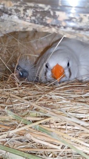 Finch Babies with Eggs 🐣