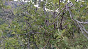 Fig tree and green figs.
