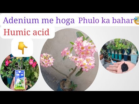 फूलों से भर जायेगा अडेनियम प्लांट बस ये काम करे?
