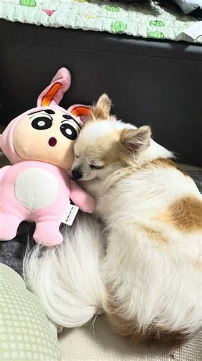 김누누로 가득한 사진첩🐶