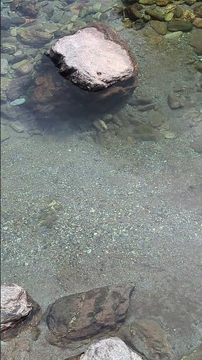 🏞️池川茶畑プリン前の清流で癒しのひととき 🌿【高知観光ガイドタクシー】