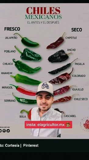 Chiles Mexicanos: Tipos y Transformación Agrícola