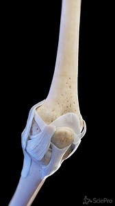 🏃‍♂️🔍 Strengthen Your Knowledge: The Ligaments of the Knee 🔍🏃‍♂️ Dive deep into the complex world of knee ligaments! These crucial structures—ACL, PCL, MCL, and LCL—work together to provide stability and support for all your movements. Understand how these ligaments function, why they're often injured in sports, and their critical role in keeping your knee joint stable. Perfect for athletes, fitness enthusiasts, and anyone interested in joint health. #KneeHealth #Ligaments #SportsMedicine #S