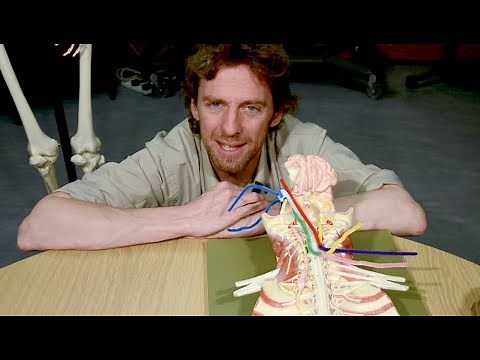 Neuroanatomy, decussations, commissures, spinal tracts, upper & lower motor neurones