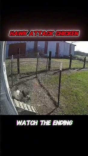 Rooster Fights Off Hawk to Protect His Hen!