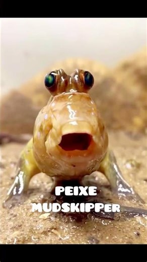 MUDSKIPPER: PEIXE COM CARACTERÍSTICAS DE ANFÍBIO